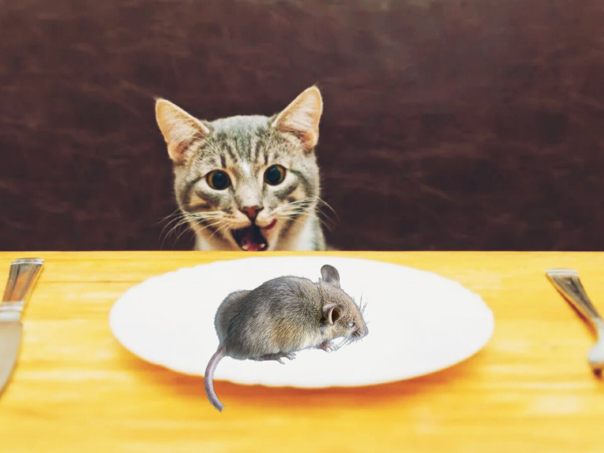 Почему если предложить кошке мышь или кусок мяса, то она выберет мясо