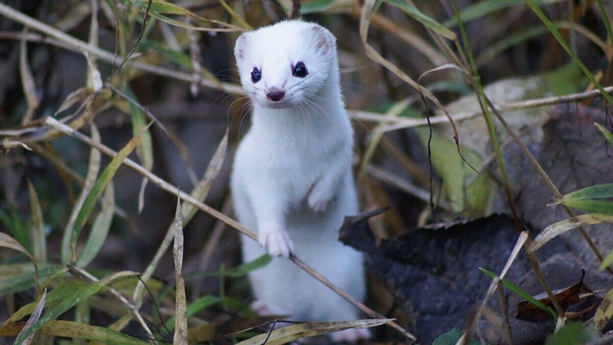    Ласка в Крюковском лесопарке МосквыCC BY 4.0 / Аппарат Мэра и Правительства Москвы /