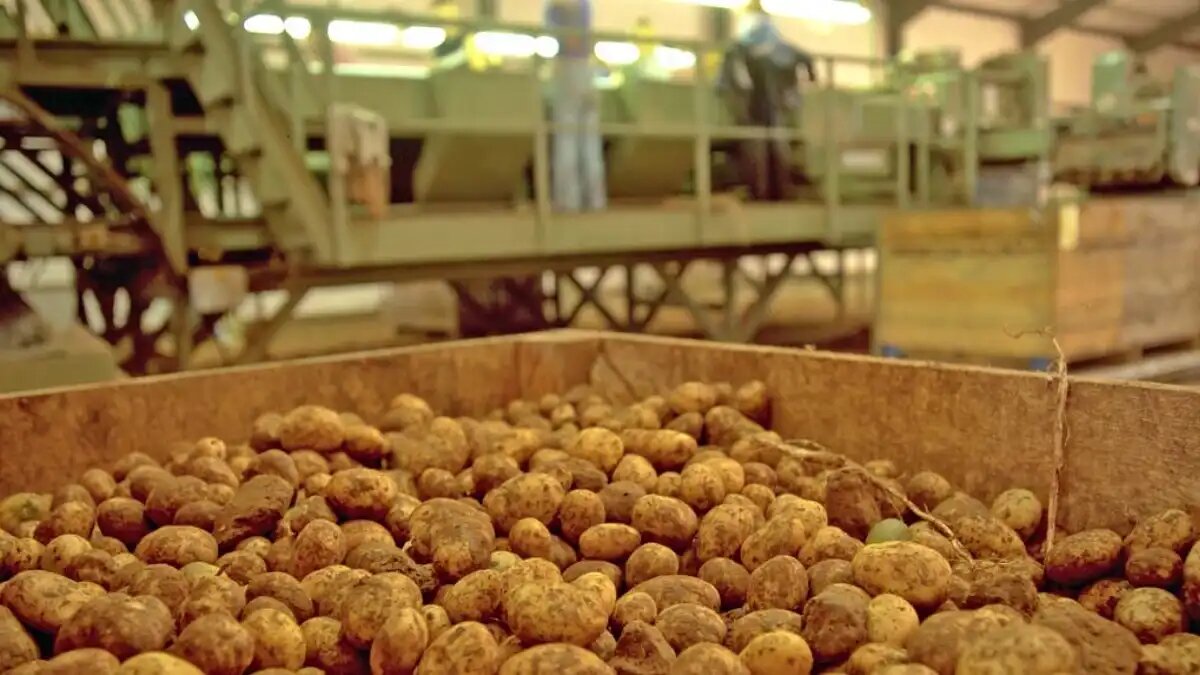 Фото:www.syngenta.ru