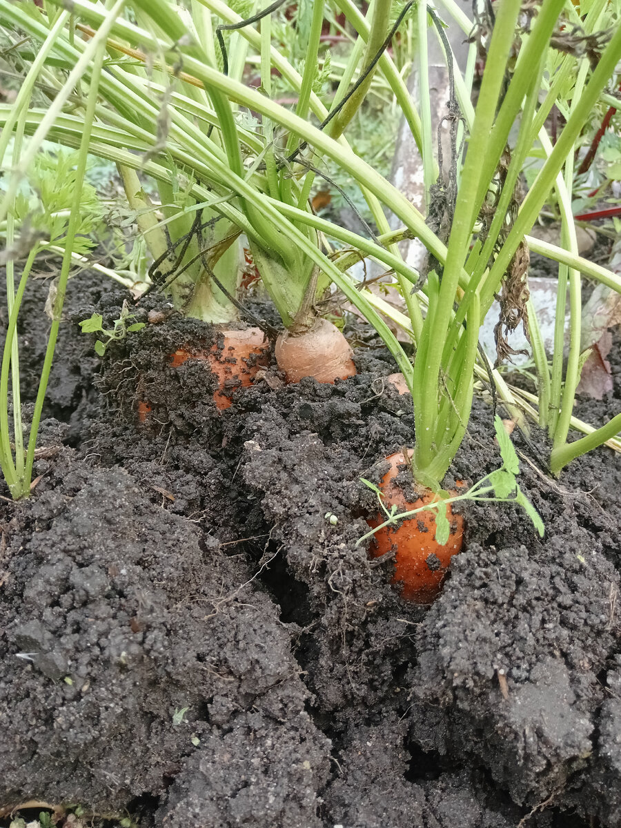 Фото автора, морковь 🥕