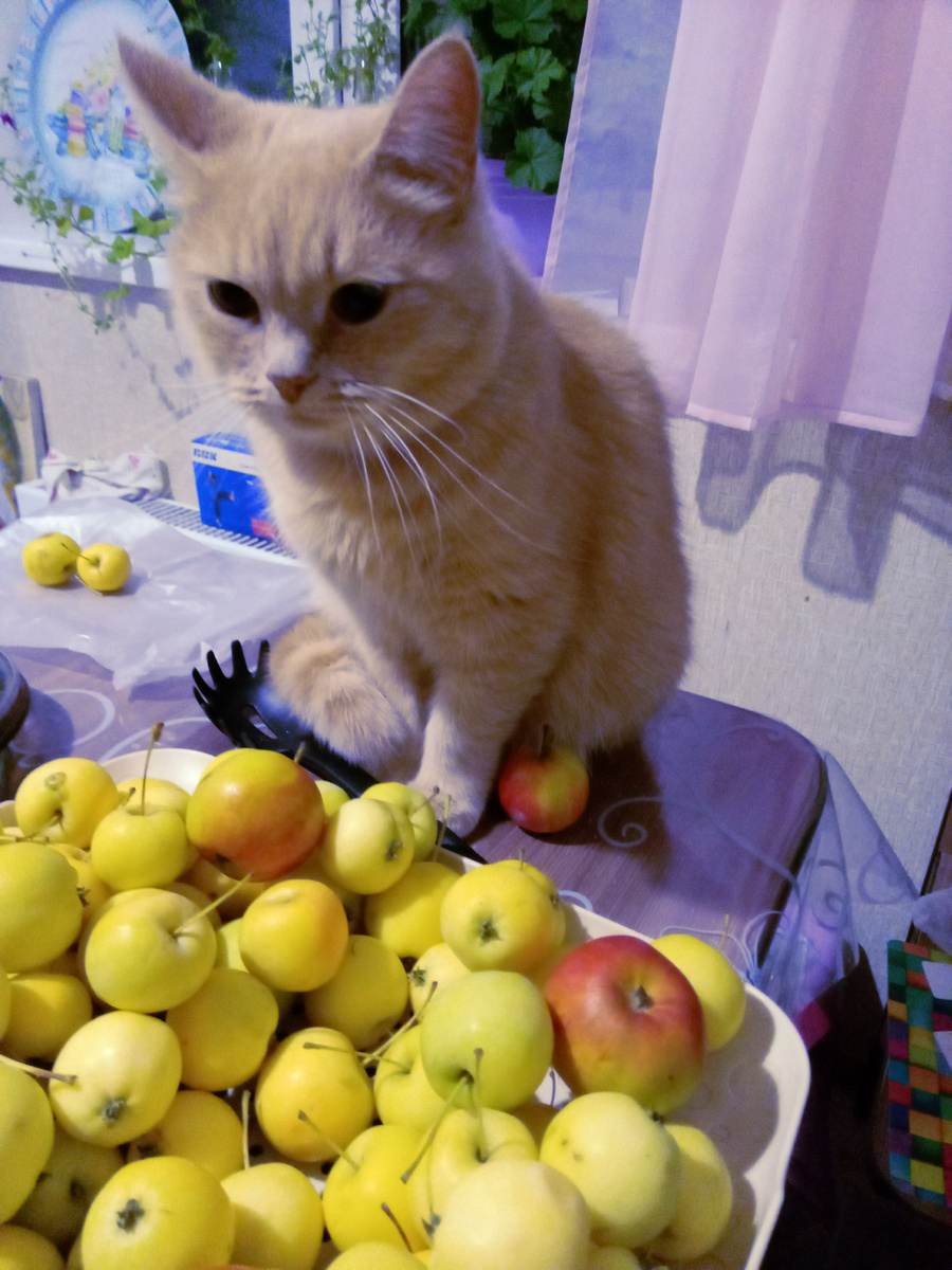 Фото Коржа. Принадлежит нам. Конечно, ей запрещено бродить по столу. Но... Яблочный спас ❤️😁