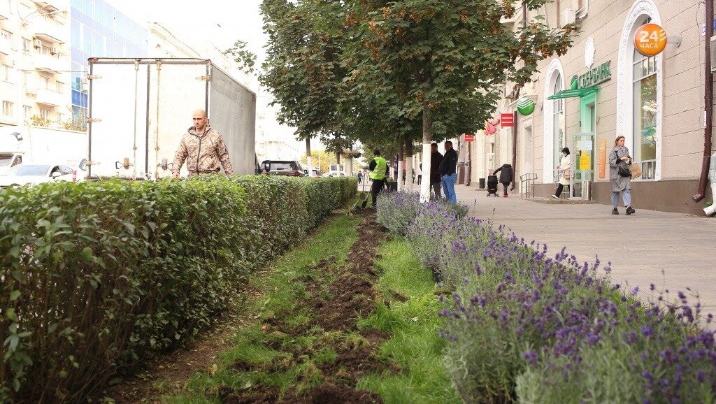     В Ростове подрядчик высадит новые саженцы лаванды на Большой Садовой взамен неприжившихся растений, об этом рассказала пресс-секретарь администрации города Мария Петрова.