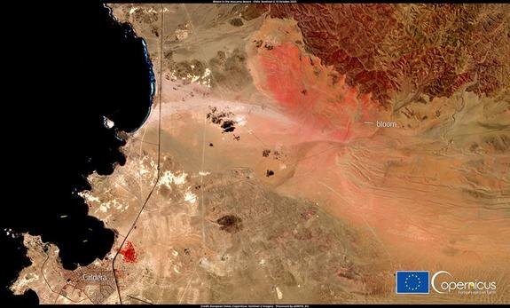    Фото: Copernicus Sentinel-2. Событие «desierto florido» в сентябре-ноябре 2021 года со спутника. В массовом цветении пре