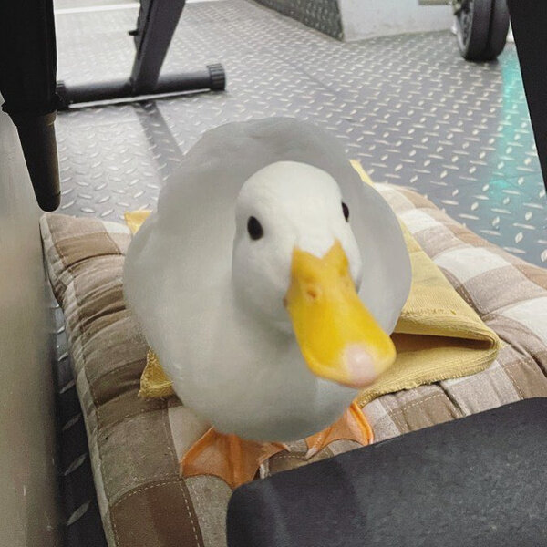 Фото © Twitter / shouldhaveaduck