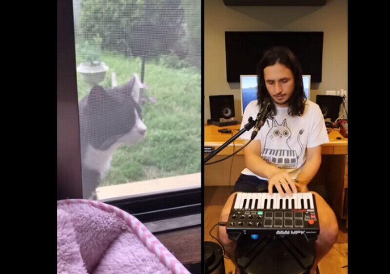    Видео: музыкант превратил кошачье мяуканье в песню, и она точно станет хитом