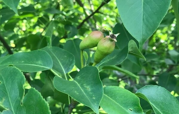 Что больше всего любит груша: 5 аспектов, которые здорово повышают урожайность дерева и стимулируют рост крупных плодов