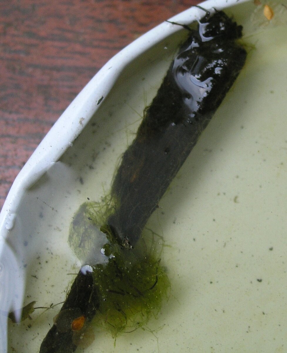 Личинка, живущая в полом стебле