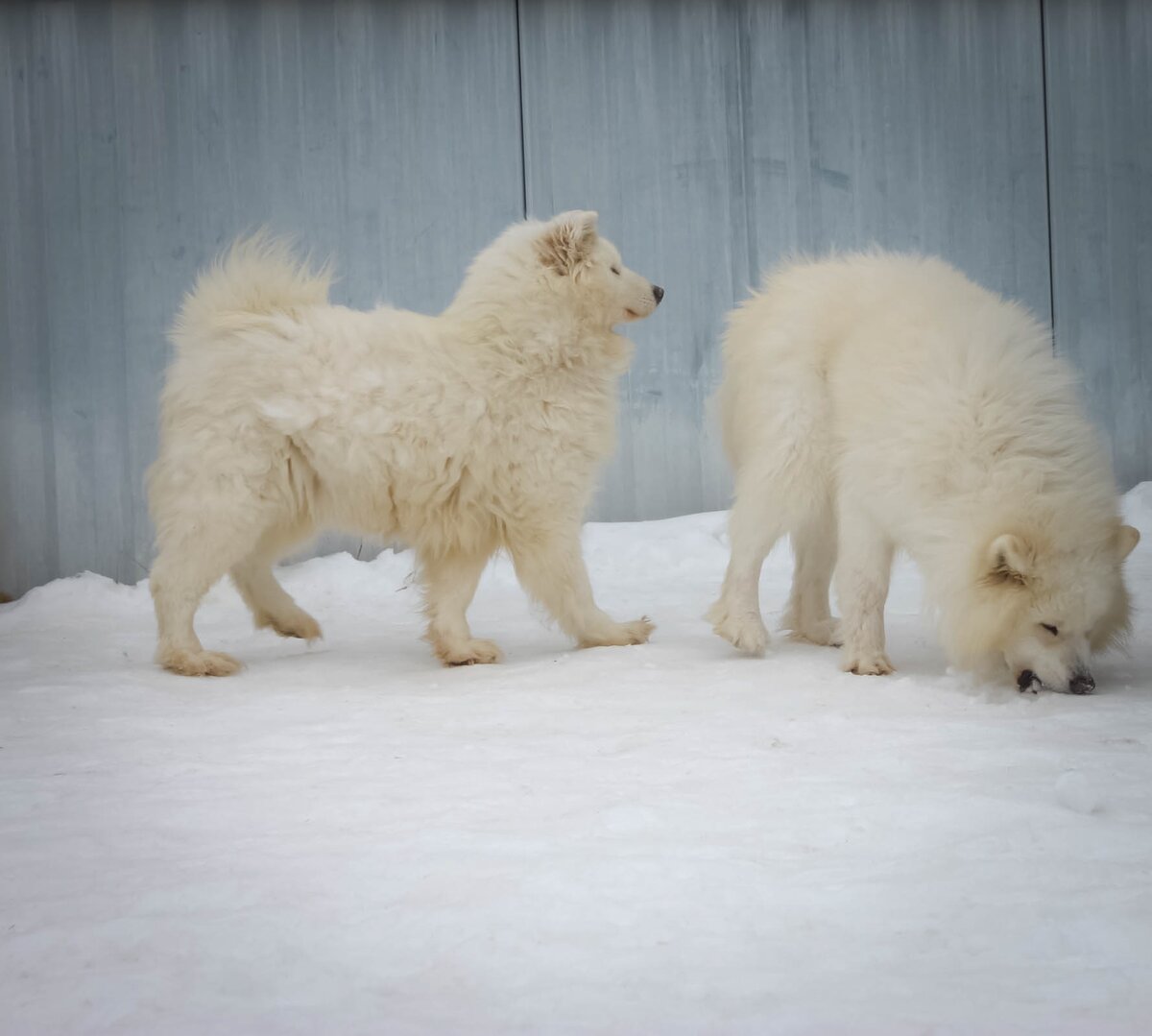 Облака на лапках :)