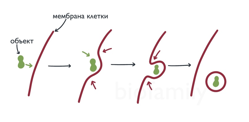 Biofamily тренировочный вариант по биологии. Эндоцитоз рисунок ЕГЭ. Эндоцитоз в клетке ЕГЭ биология. Структура ЕГЭ по биологии 2024.
