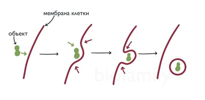 Какой процесс изображен на рисунке 1