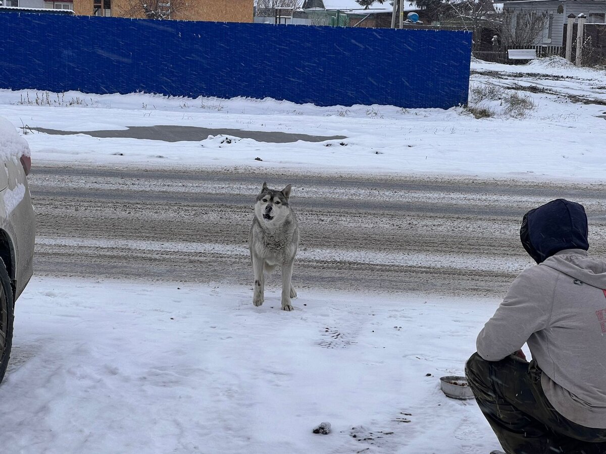 Попытки поймать красавицу