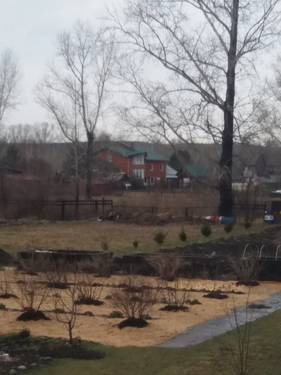 Мульча из перепревших опилок на участке сада с  ягодными кустарниками.