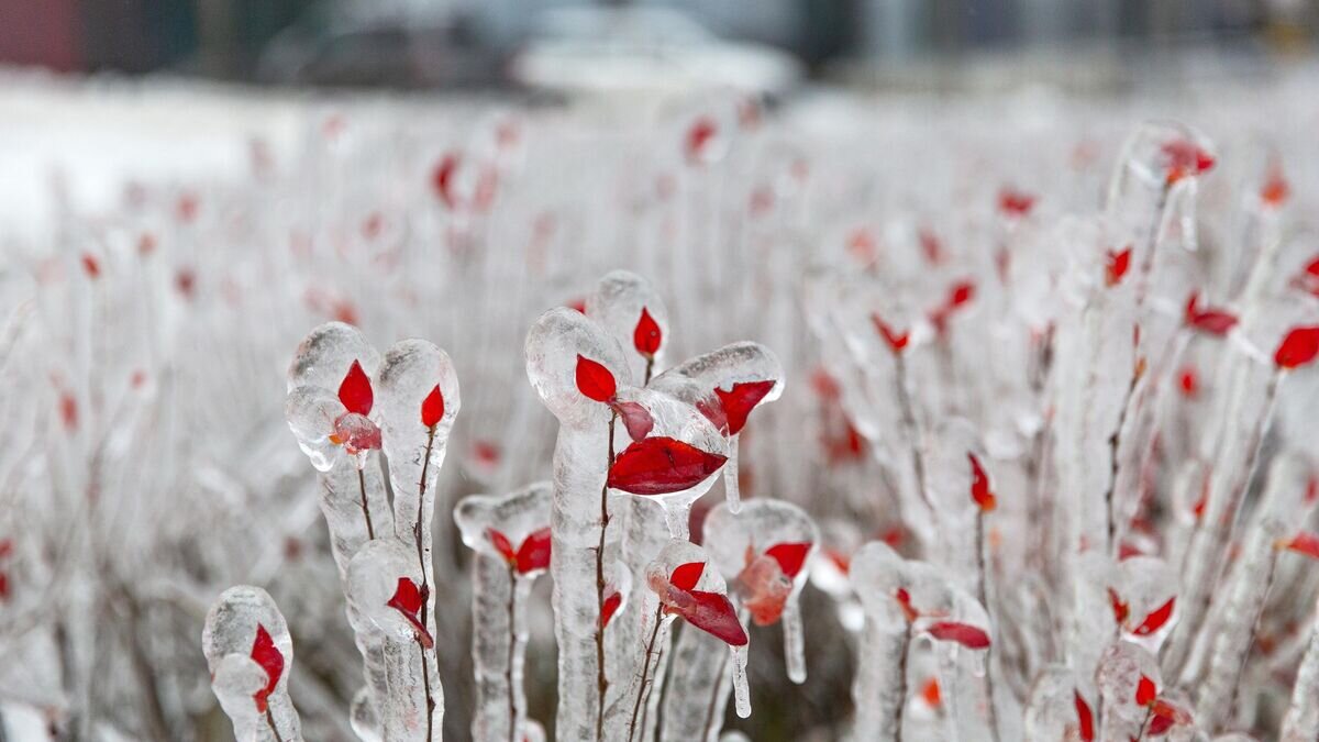    Последствия ледяного дождя во Владивостоке© РИА Новости / Илья Аверьянов