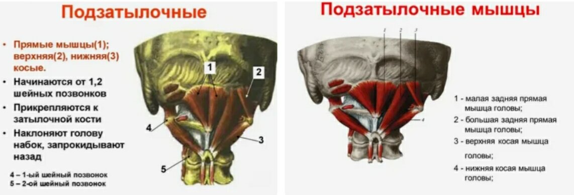 нижняя косая мышца головы