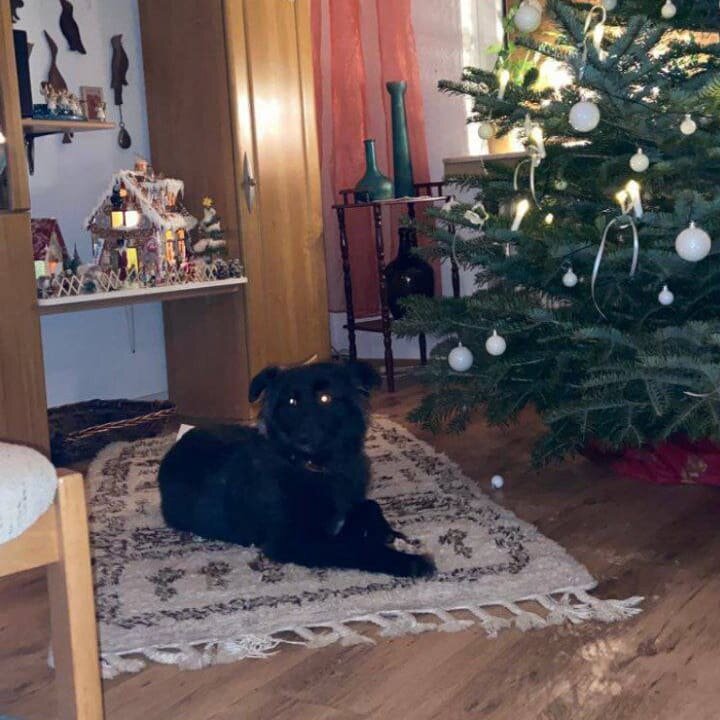 Лиска, привет из дома