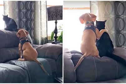     Этот щенок - самый нежный пес в мире. Посмотрите, как он любит своего друга