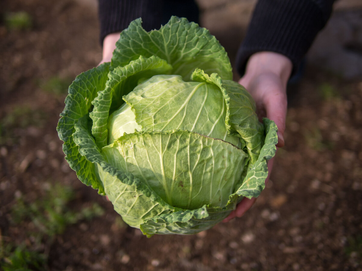 https://www.thespruceeats.com/thmb/2jfF77wps7KqzGTnwm9pH5w7PhI%3D/4608x3456/filters:fill%28auto%2C1%29/hands-holding-green-cabbage-head-489401165-572cdffc3df78c038e3bd255.jpg