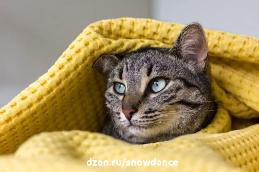 Почему кошки любят забираться под одеяло? | КотоВедение | Дзен