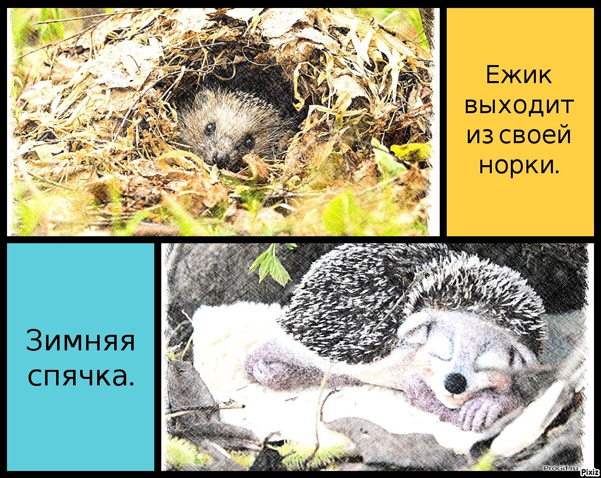 Ежик спит