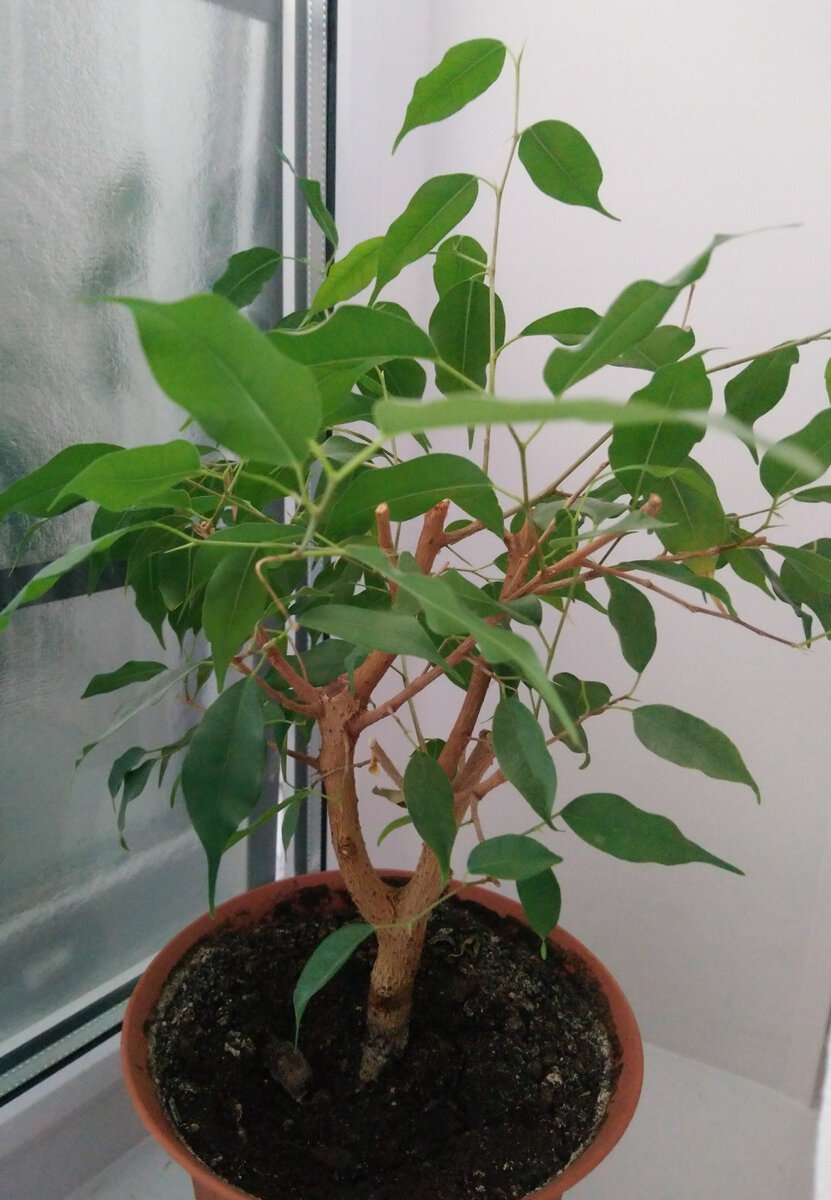 Фикусу после обрезки