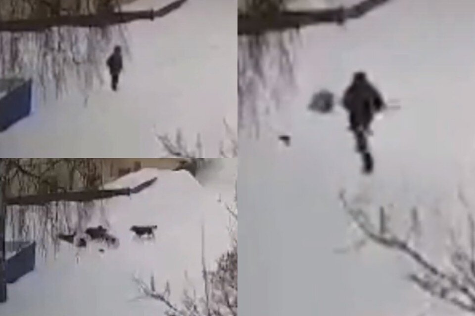     В Новосибирске после нападения собак на ребенка возбудили уголовное дело. Фото: стоп-кадры "Инцидент Новосибирск".