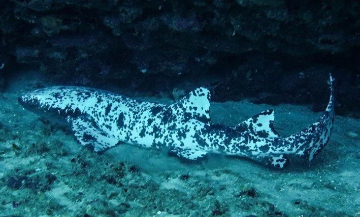 Источник: Under The Waves (BTW) 