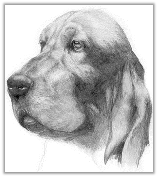 Бассет Хаунд (рисунок собаки)