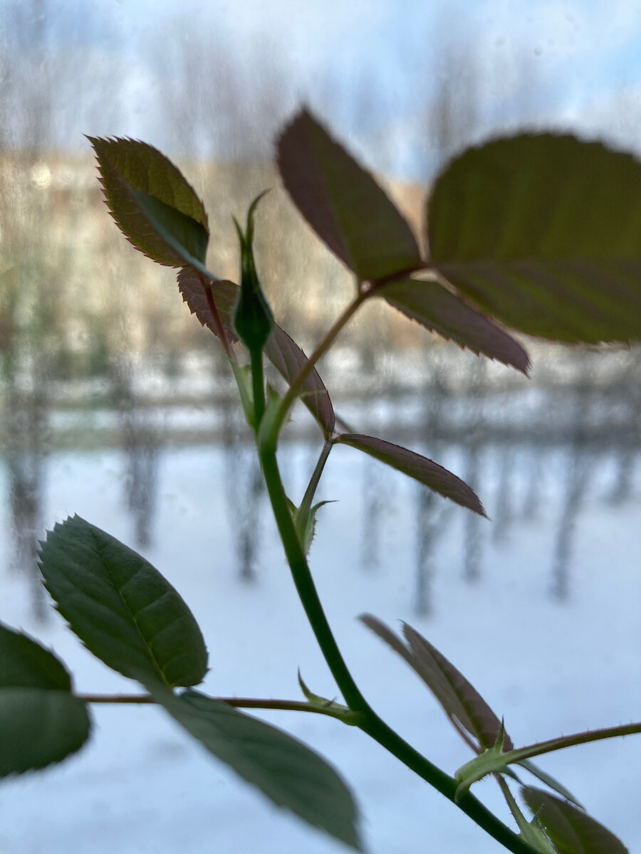 Фото принадлежит автору. Это сегодня утром.