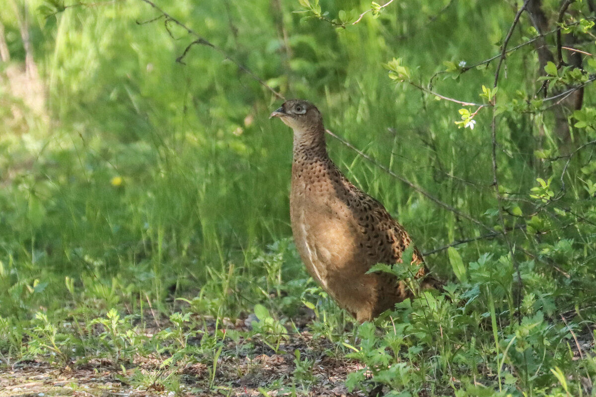 Невзрачная на первый взгляд подружка яркого фазана
