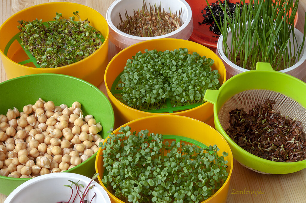    Подоконниковый огородик