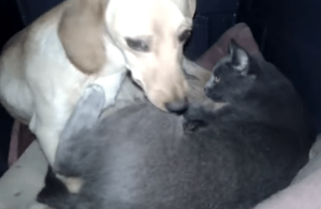 В будке. Источник фото: https://thebestcatpage.com/cat-needs-place-to-give-birth-then-pregnant-dog-shares-her-space-so-she-can-safely-give-birth/