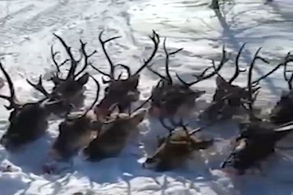 кадр из видео/sakh.online