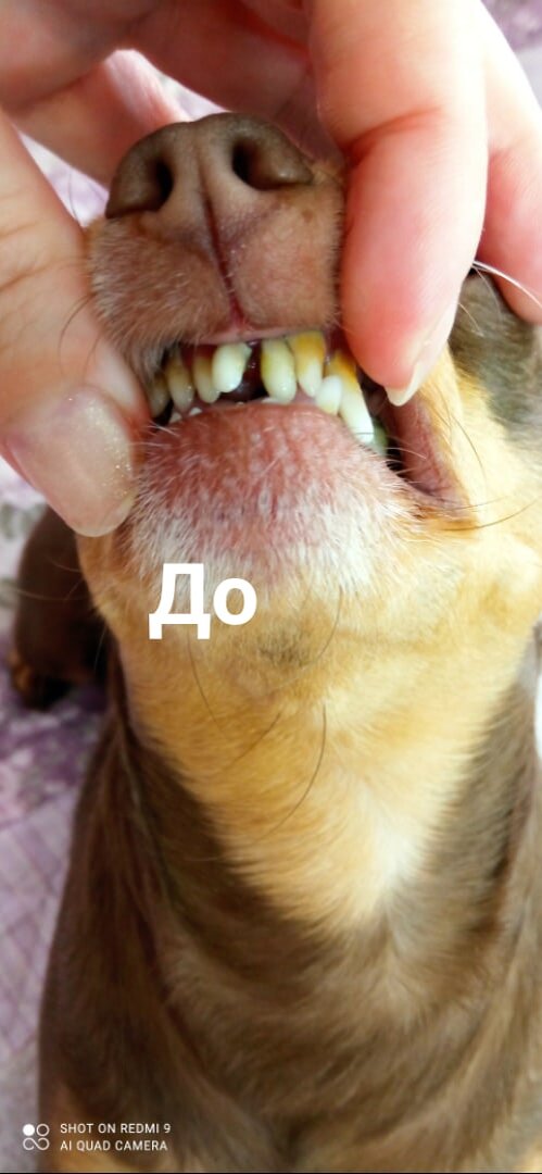 Как выглядят зубы у чихуахуа