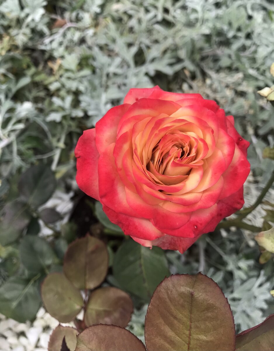 Осенняя окраска