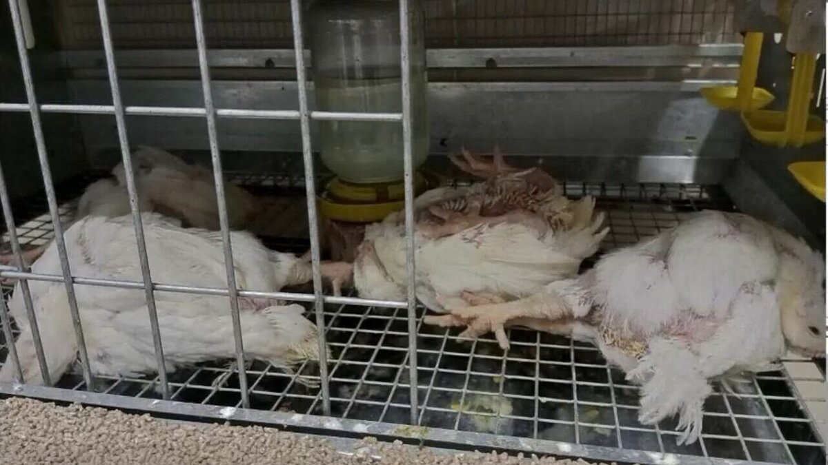     Впервые за 14 лет в Удмуртии обнаружили псевдочуму птиц, случаи заболевания зафиксированы в микрорайоне Чистопрудный города Ижевска.