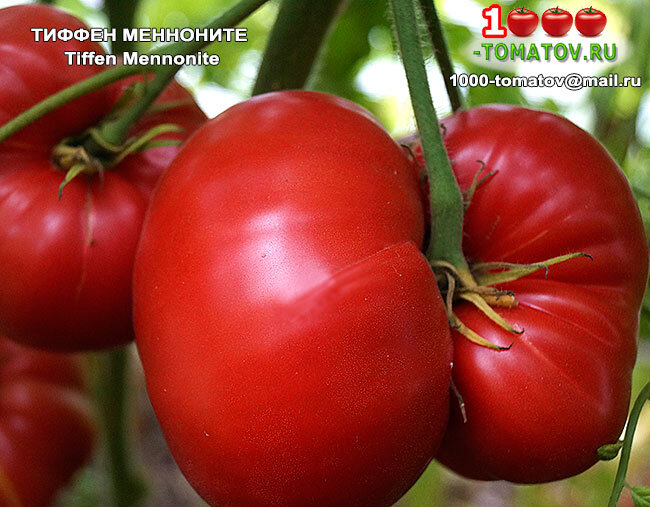 Томат Тиффен Менноните Tiffen Mennonitе фото 1