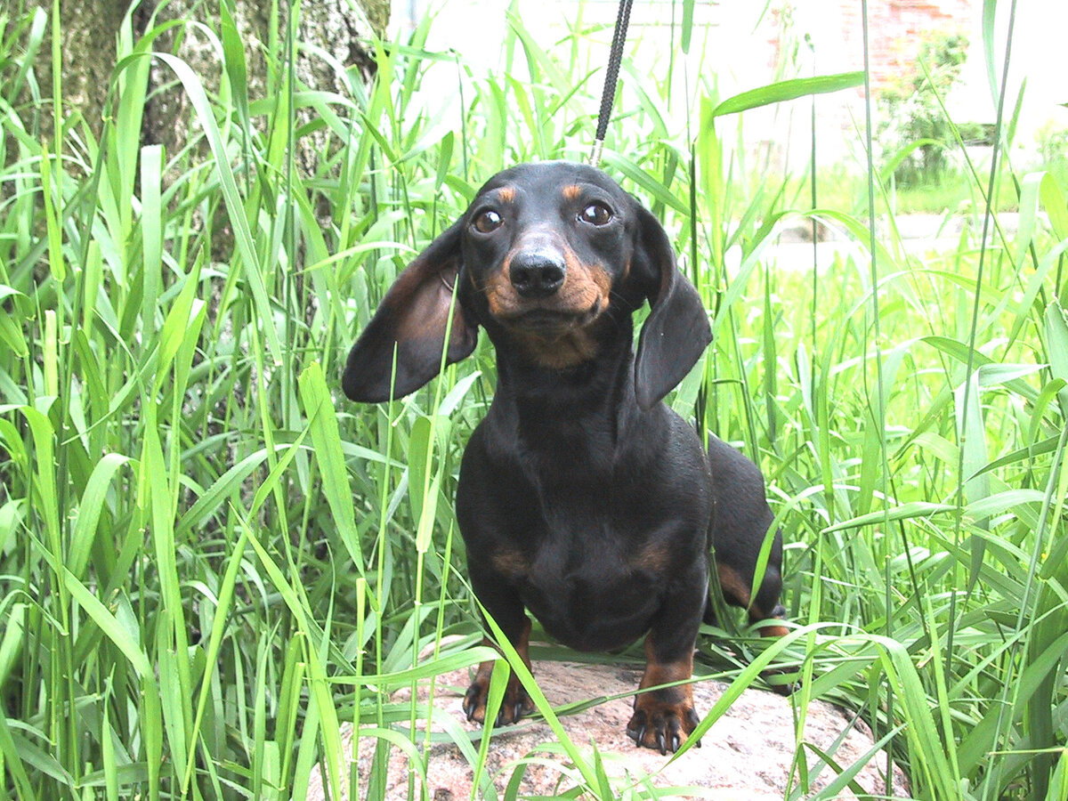 такса кроличья