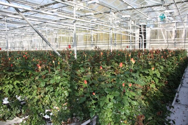 Теплицы с розами, фото с сайта продавца.