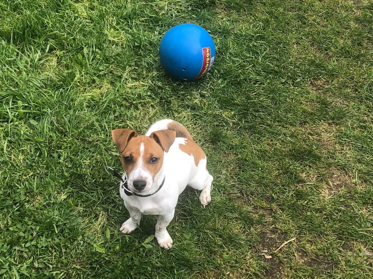 Оскар, сидеть!