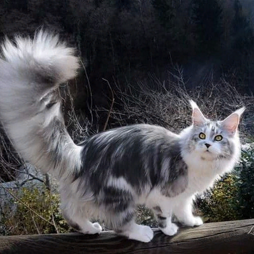 Порода с длинными хвостами. Кошка Мейн кун. Норвежская Лесная кошка и Мейн кун. Норвежская Лесная биколор. Длинношерстный Мейн кун.