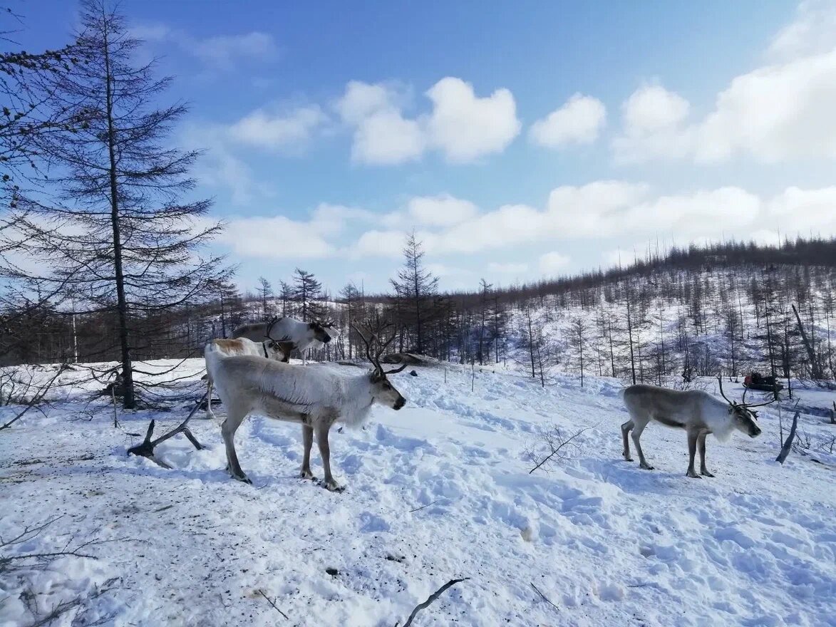 Оленеводство в горах Байкала