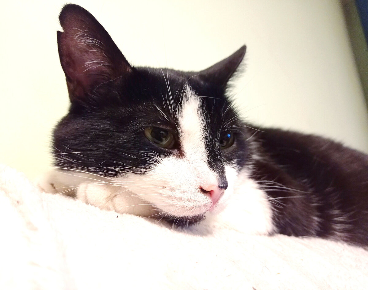 Геральт хорош, как ни крути. Но работать не пойдёт, у него лапки