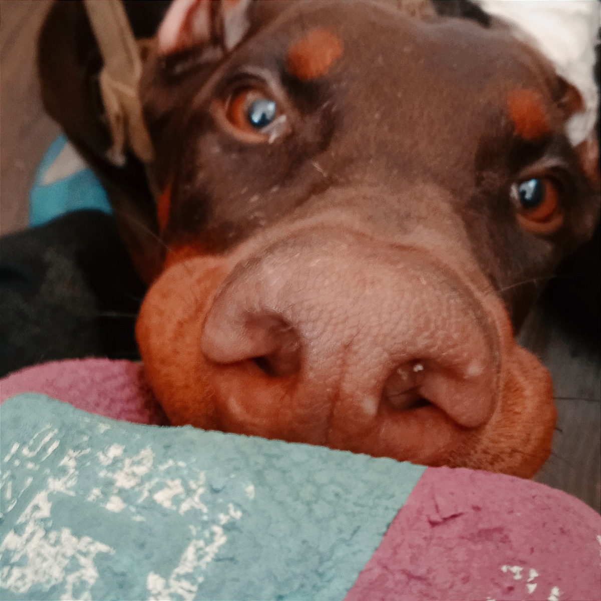 А я всё висю! Я на мя-чи-ке висююю! 