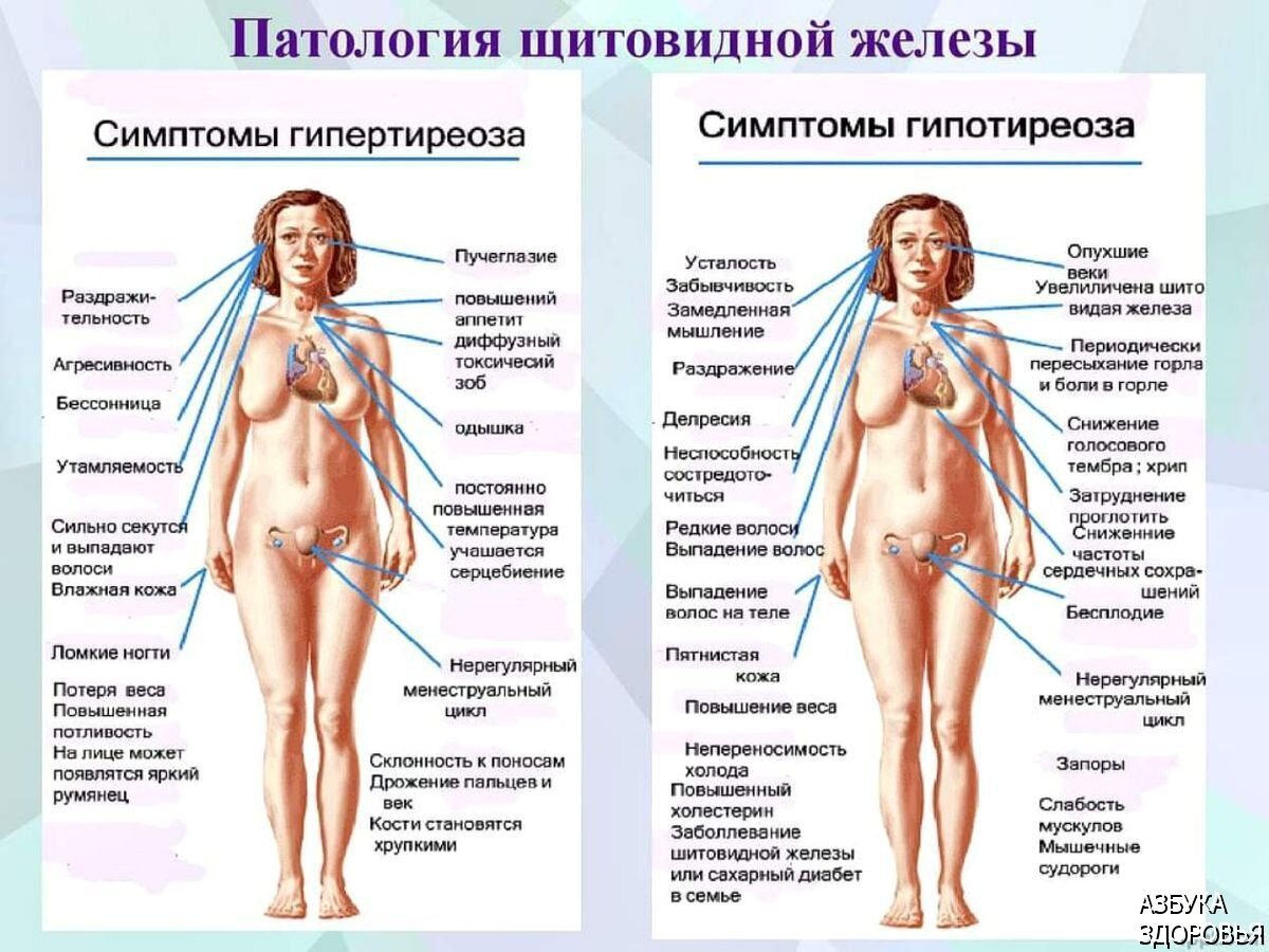 гормон отвечающий за рост груди у женщин фото 15