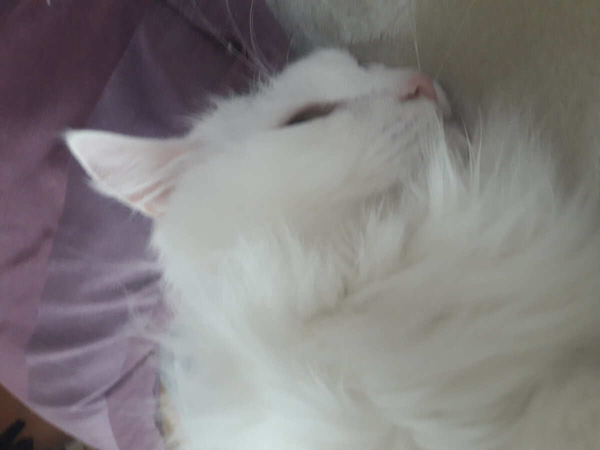 всем привет с вами я денис сегодня я расскажу о кошках Ну пока подпишитесь Это мой кот шантик Он очень милый кот спит по ночам со мной когда-то Он разбил горшок это очень было смешно ну а с вами был я Денис всем пока-пока