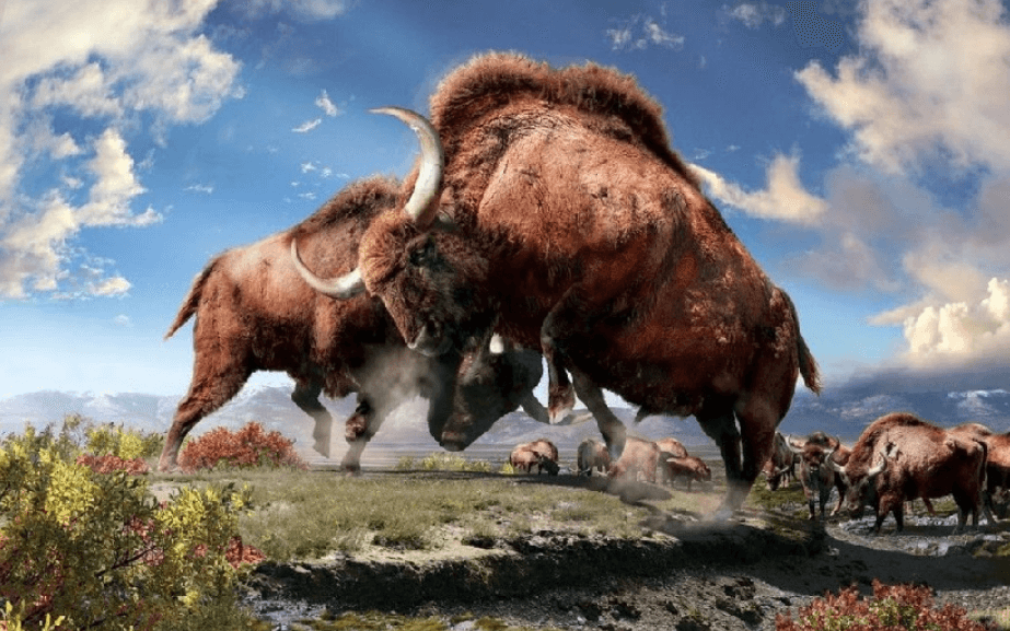    Ученые обнаружили останки древнего бизона, которые отлично сохранились в вечной мерзлоте