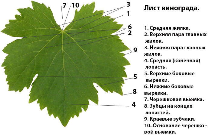 Как выглядит лист винограда