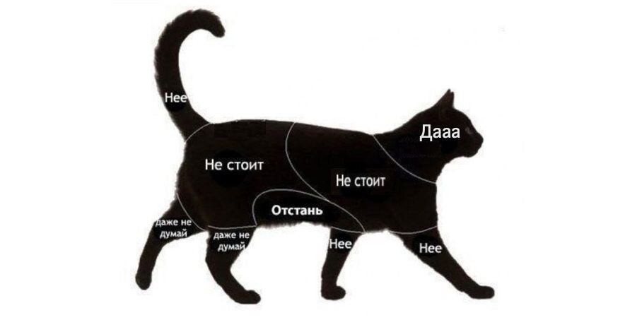 Схема как правильно гладить котиков