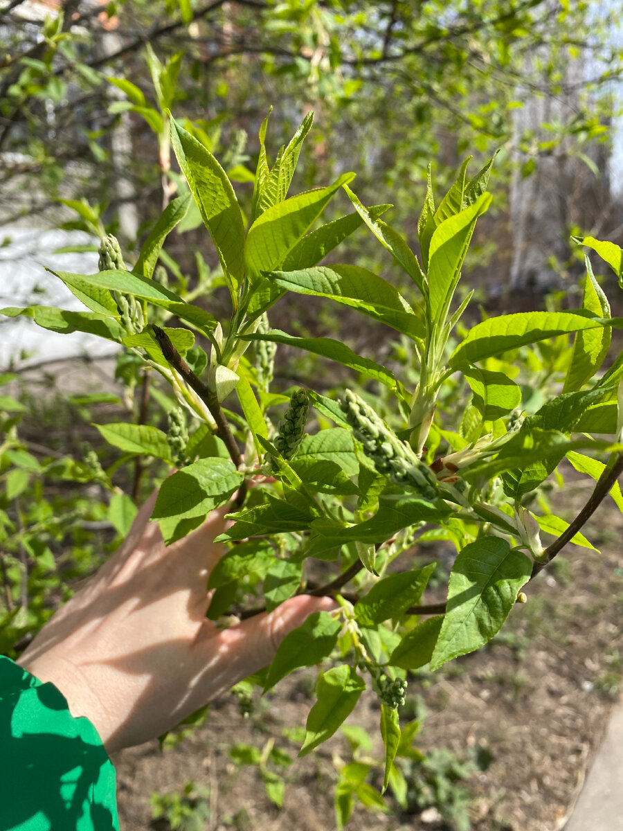 Фото автора. Весна - это каждый раз чудо 