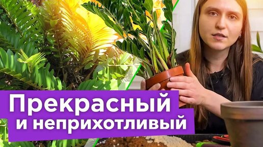 Замиокулькас: уход и пересадка. Что делать сразу после покупки 🌿